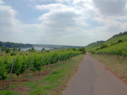 Rheinterrassen-Radweg hinter Nierstein IMG_1252.jpg Vorschau: 249x187