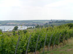 Nierstein IMG_1253.jpg Vorschau: 249x188